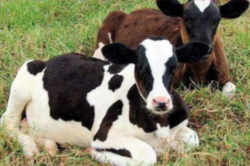 State Symbol: Wisconsin State Domestic Animal: Dairy Cow