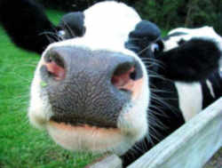 State Symbol: Wisconsin State Domestic Animal: Dairy Cow