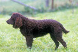 Wisconsin American Water Spaniel