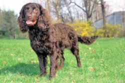 Wisconsin American Water Spaniel