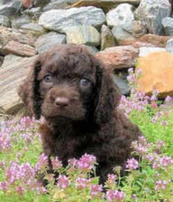 Wisconsin American Water Spaniel