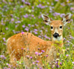 State Symbol: Wisconsin State Wildlife Animal: White tailed deer