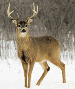 State Symbol: Wisconsin State Wildlife Animal: White tailed deer
