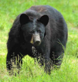 State Symbol: West Virginia State Animal: Black Bear