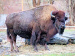 Wyoming State Mammal: Bison (Bison bison)