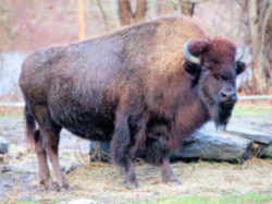 Wyoming Bison