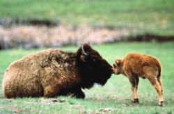 Wyoming Bison