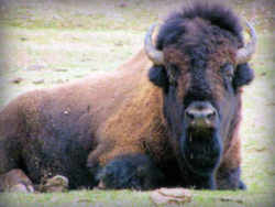 Wyoming State Mammal: Bison (Bison bison)