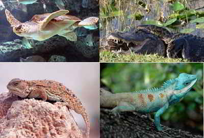 State Reptiles