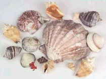 State Shells