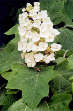 Alabama State Wildflower: Oak-leaf Hydrangea