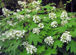 Alabama State Wildflower: Oak-leaf Hydrangea