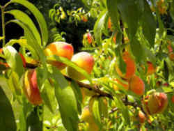 Alabama State Tree Fruit: Peach (Rosacea, genus Prunus, Species P. persica)