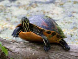 Alabama State Reptile - Red-Bellied Turtle