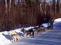 Alaska State Sport: Dog Mushing 