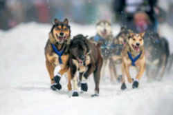 Alaska State Sport: Dog Mushing 