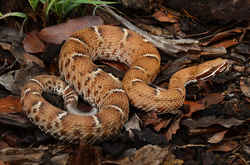 Arizona Ridge-nosed Rattlesnake