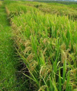 Arkansas State Grain: Rice (Oryza sp.) 