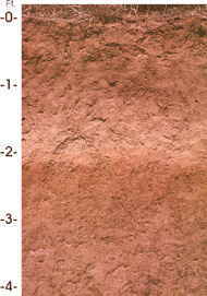 Arkansas State Soil: Stuttgart