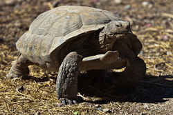 California State Reptile: Desert Tortoise