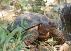 California State Reptile: Desert Tortoise