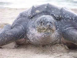 California State Marine Reptile: Leatherback Sea Turtle