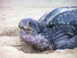 California State Marine Reptile: Leatherback Sea Turtle