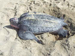 California State Marine Reptile: Leatherback Sea Turtle