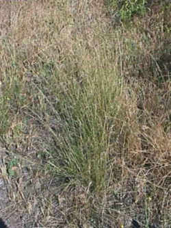 California State Grass: Purple Needlegrass