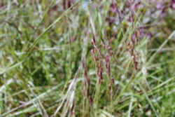 California State Grass: Purple Needlegrass