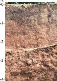 California State Soil: San Joaquin Soil