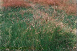Colorado State Grass: Blue Grama Grass