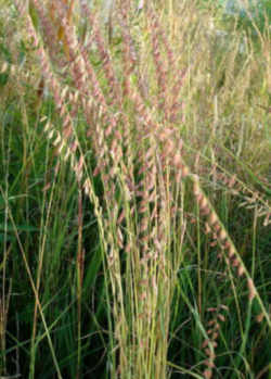 Colorado State Grass: Blue Grama Grass