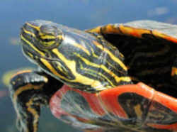Colorado State Reptile: Western Painted Turtle