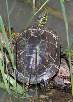 Colorado State Reptile: Western Painted Turtle