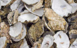 Connecticut State Shellfish - Eastern oyster