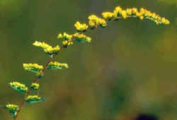 Delaware State Herb - Sweet Golden Rod