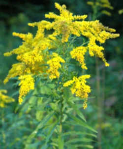 Delaware State Herb - Sweet Golden Rod