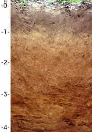 Delaware State Soil - Greenwich Loam