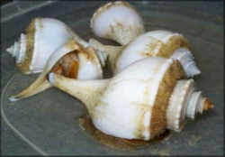 Delaware State Shell: Shell of the Channeled Whelk