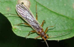 Delaware State Macroinvertebrate: Stonefly (Order Plecoptera)