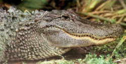 Florida State Reptile: American Alligator