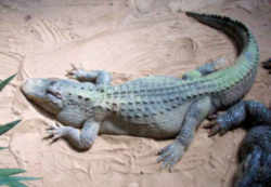 Florida State Reptile: American Alligator