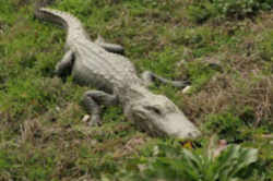 Florida State Reptile: American Alligator