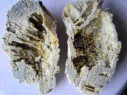 Florida State Stone - Agatized Coral 