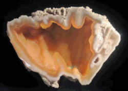 Florida State Stone - Agatized Coral 