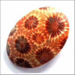 Florida State Stone - Agatized Coral 