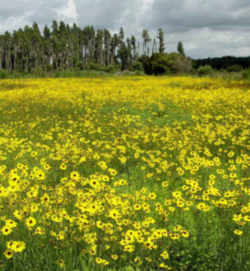 Florida State Wild Flower - Coreopsis