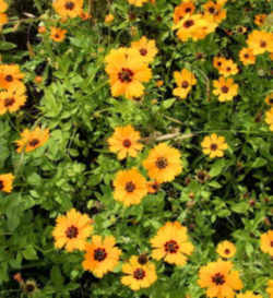 Florida State Wild Flower - Coreopsis