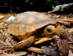 Florida State Tortoise: Gopher Tortoise